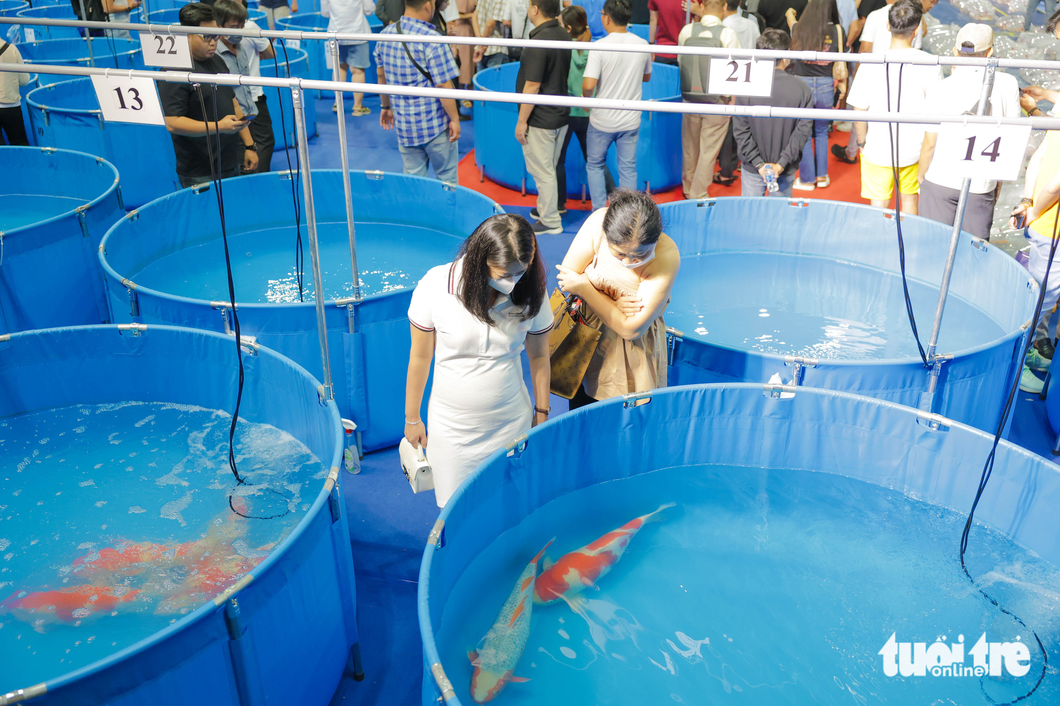 Residents are interested in large koi fish. Photo: All Vietnam Koi Show