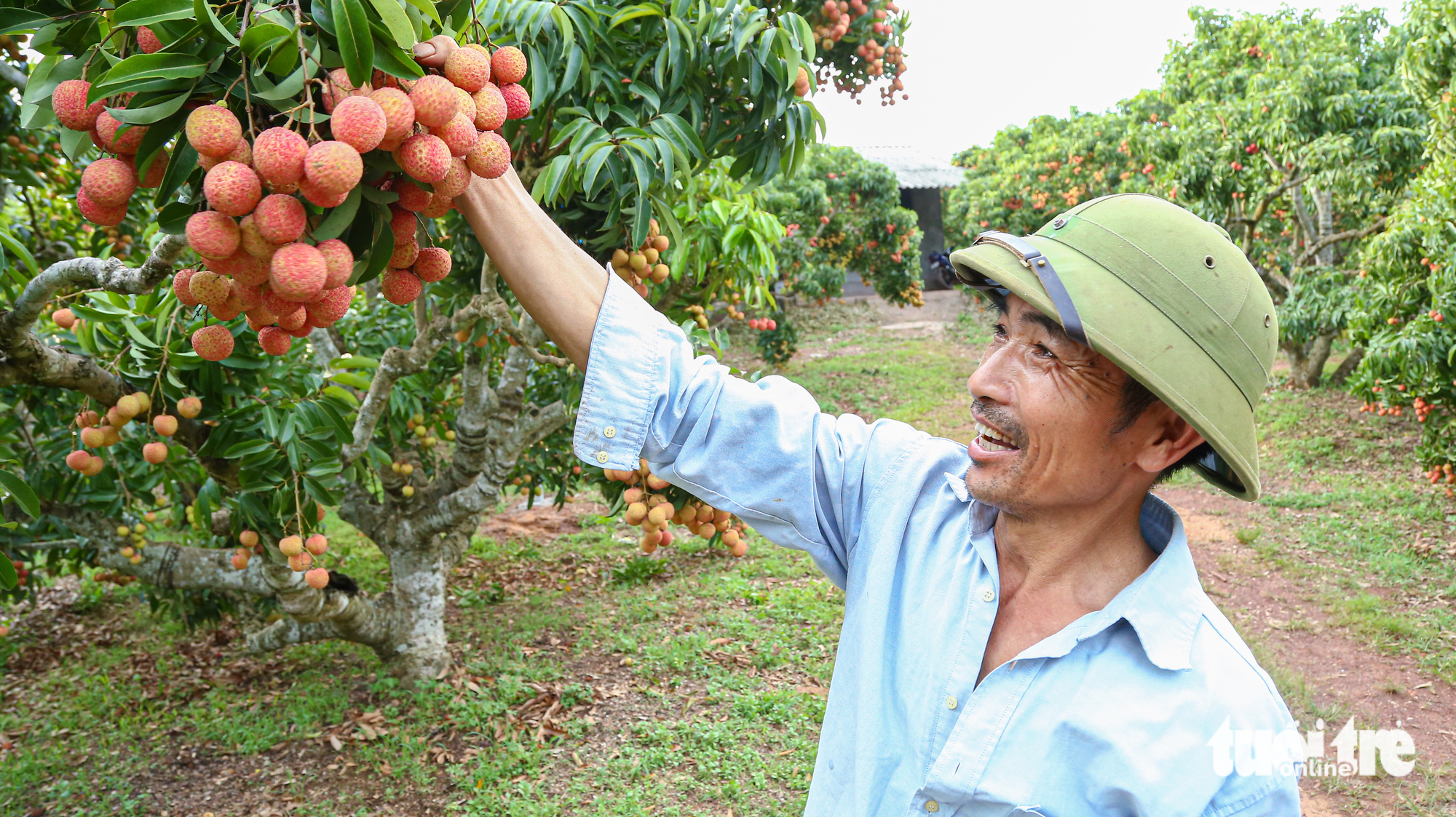 Lychee farms in Luc Ngan District are fruitful. When lychees are ripe, either traders will come to gardens to harvest lychees, or farmers will pick the fruit and transport to purchase points. A photo shows Vu Van Men harvesting lychees at his organic lychee garden. Men said that as his lychees meet VietGAP standards, the price of each kilogram will be VND5,000-10,000 higher than others. Photo: Ha Quan / Tuoi Tre
