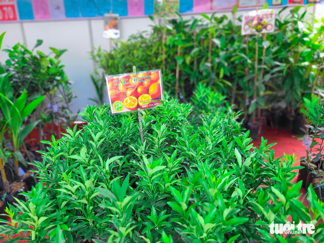 Calamansi seedlings on display at the hi-tech agricultural fair in Ho Chi Minh City. Photo: Nhat Xuan / Tuoi Tre