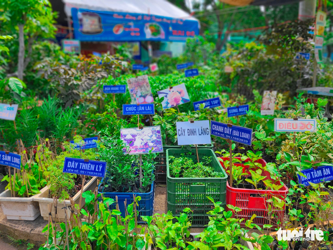 Various new seedlings are showcased at the fair. Photo: Nhat Xuan / Tuoi Tre