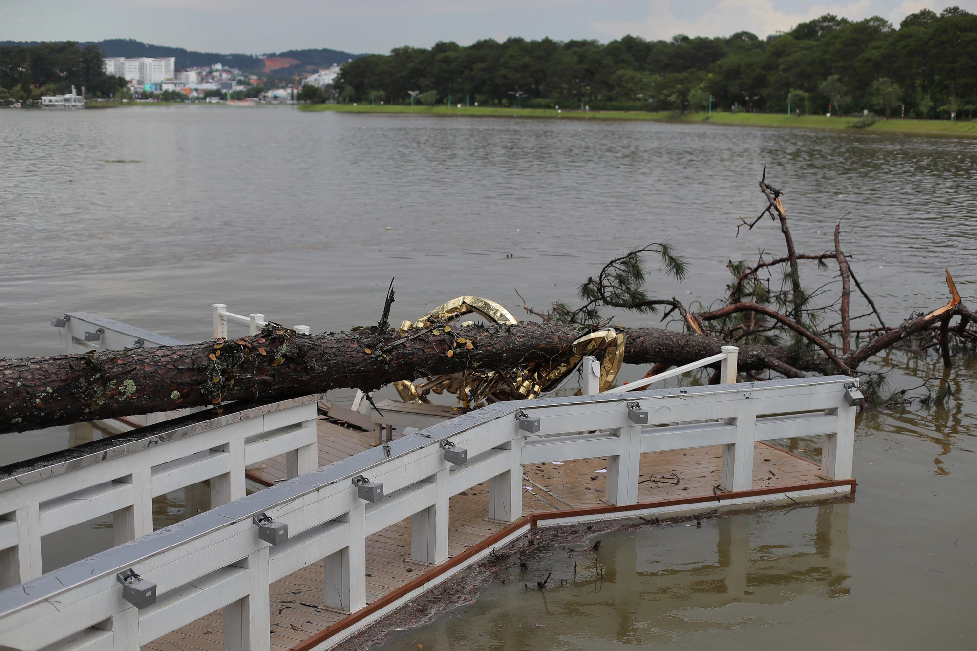 A pine tree falls over the Y-shape bridge in Xuan Huong Lake in Da Lat City, located in Vietnam’s Lam Dong Province on June 23, 2023. Photo: M.V. / Tuoi Tre