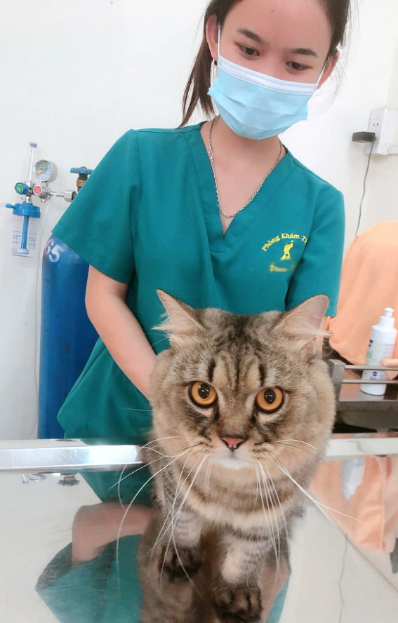 A pet cat undergoes a medical checkup at an animal clinic. Photo: TTO