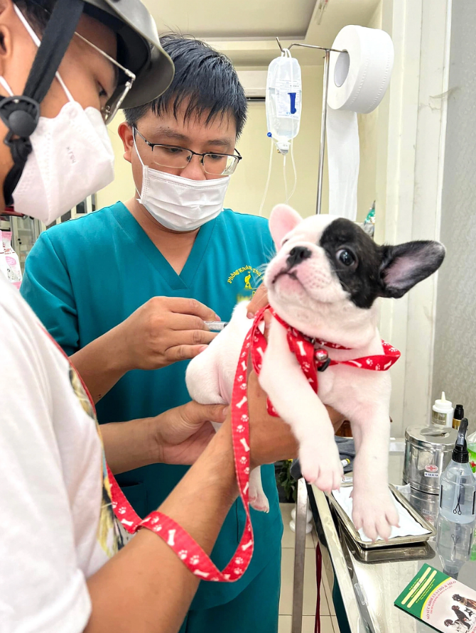 A dog gets a shot of vaccine. Photo: Yen Trinh / Tuoi Tre