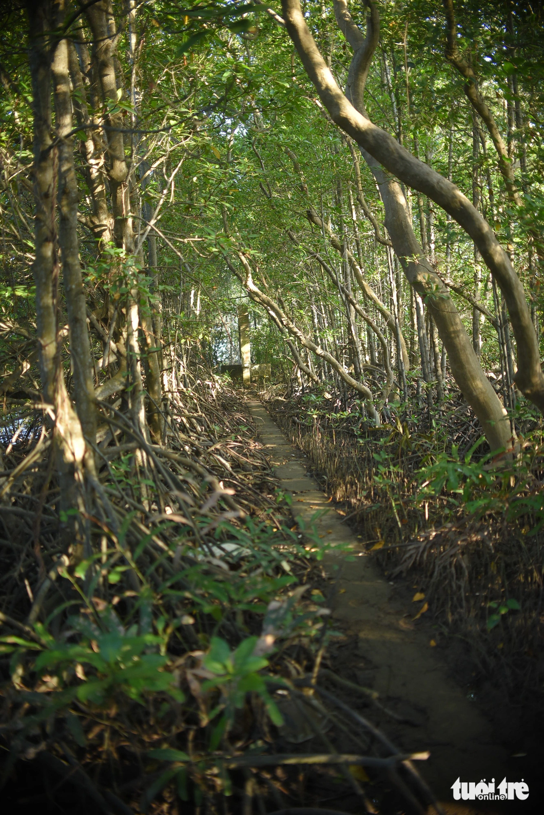 A path through a mangrove forest on Chim Islet. Photo: Lam Thien / Tuoi Tre