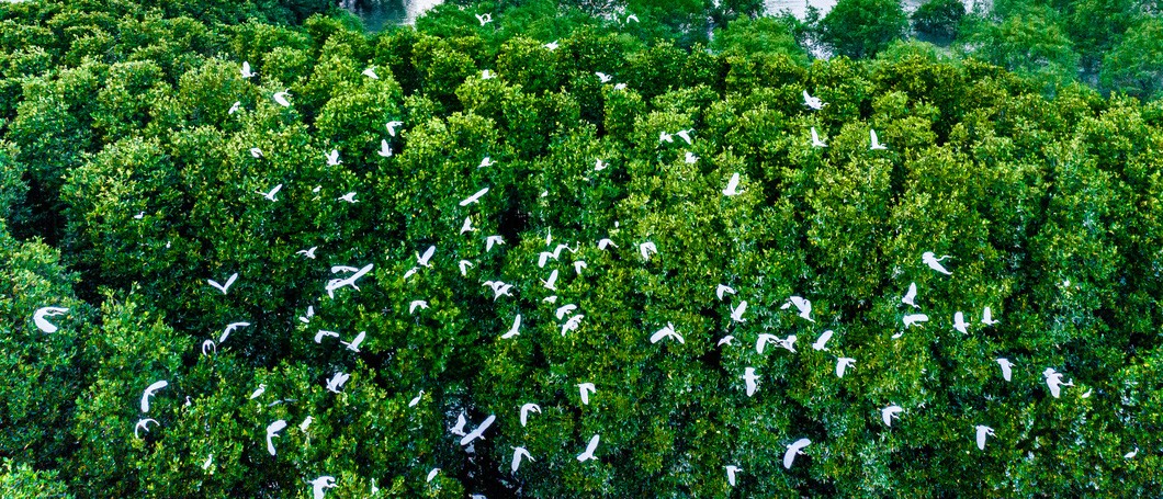 Birds and storks fly and sing in the sky. Photo: Dung Nhan / Tuoi Tre