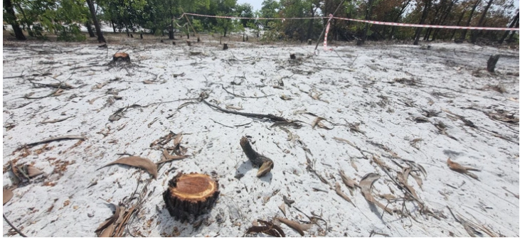 Several trees in the area of the fire drill are cut down at their trunks. Photo: Le Trung / Tuoi Tre