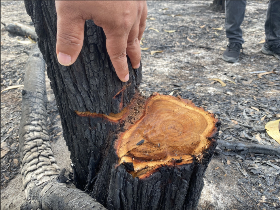 The trunk of a tree is burnt. Photo: Le Trung / Tuoi Tre