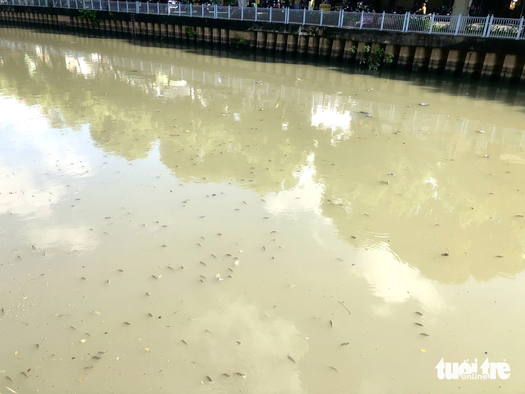 The volume of fish emerging to the canal surface is large.