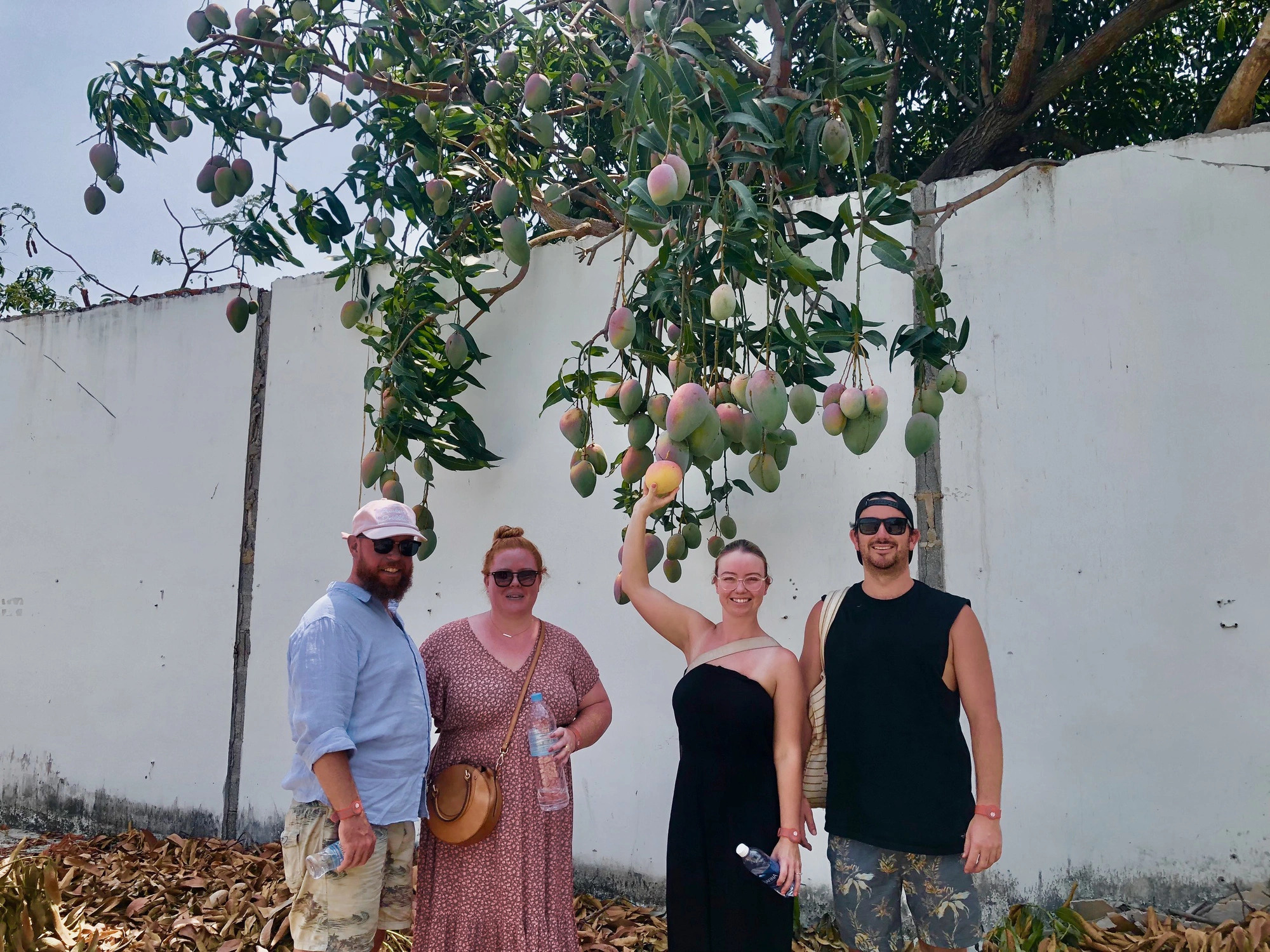 Australians visit a mango orchard in Khanh Hoa Province, south-central Vietnam. Photo: Thuc Nghi / Tuoi Tre