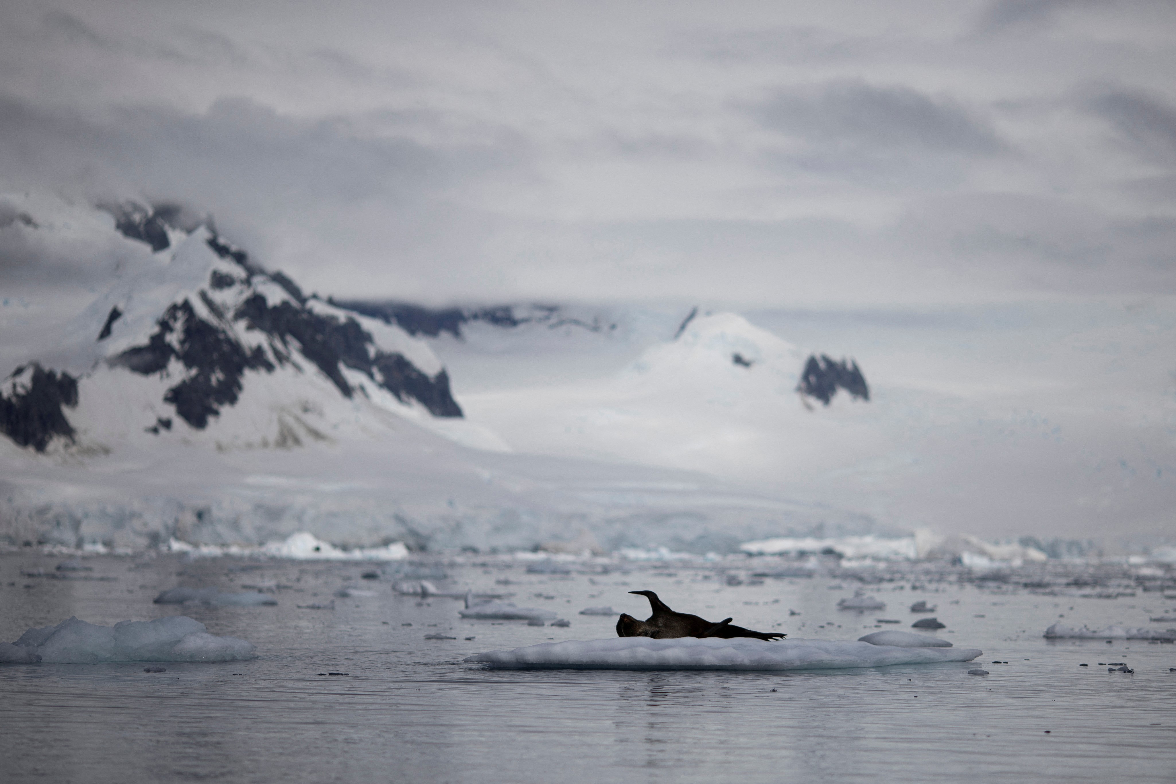 A seal is seen on ice that floats near Fournier Bay, Antarctica, February 3, 2020. Picture taken February 3, 2020. Photo: Reuters
