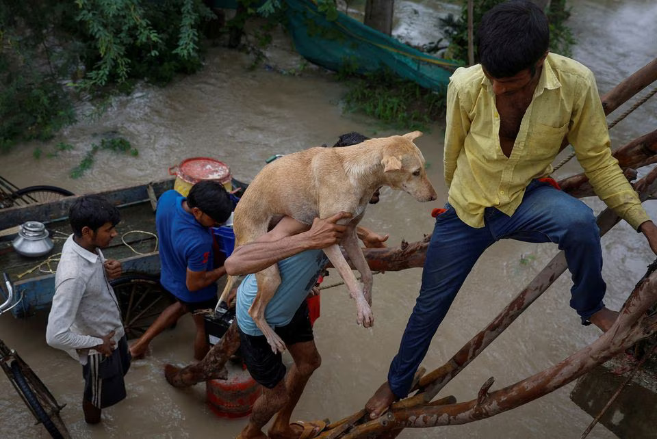 A man carries a dog as he uses tree branches to climb on an overpass under construction as others wait in New Delhi, July 12. Photo: Reuters