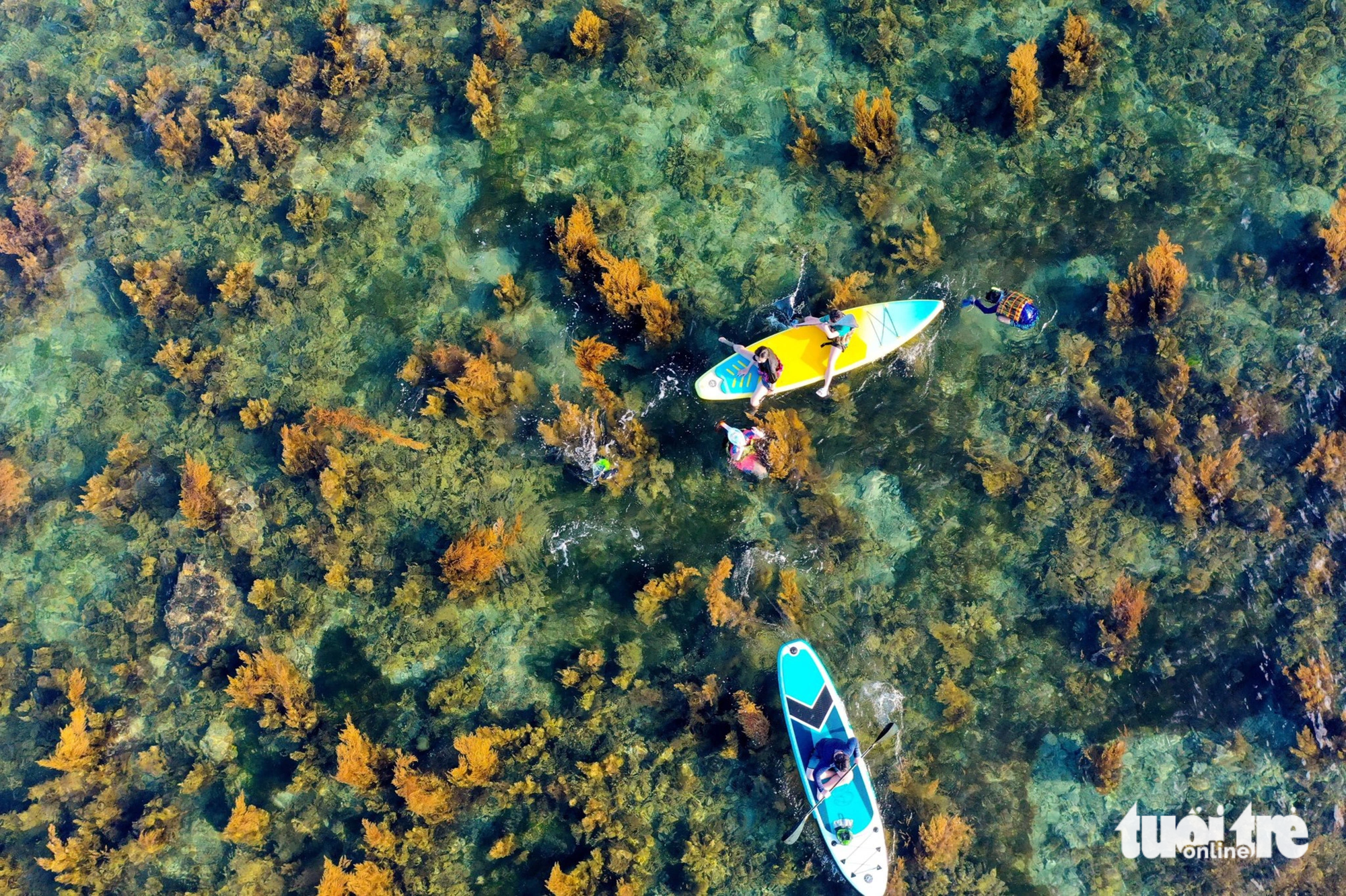 Experiencing stand-up paddleboarding and admiring yellow-brown seaweed are among the must-try activities for visitors to Nhon Hai during the seaweed season between May and July. Photo: Huong Mai / Tuoi Tre