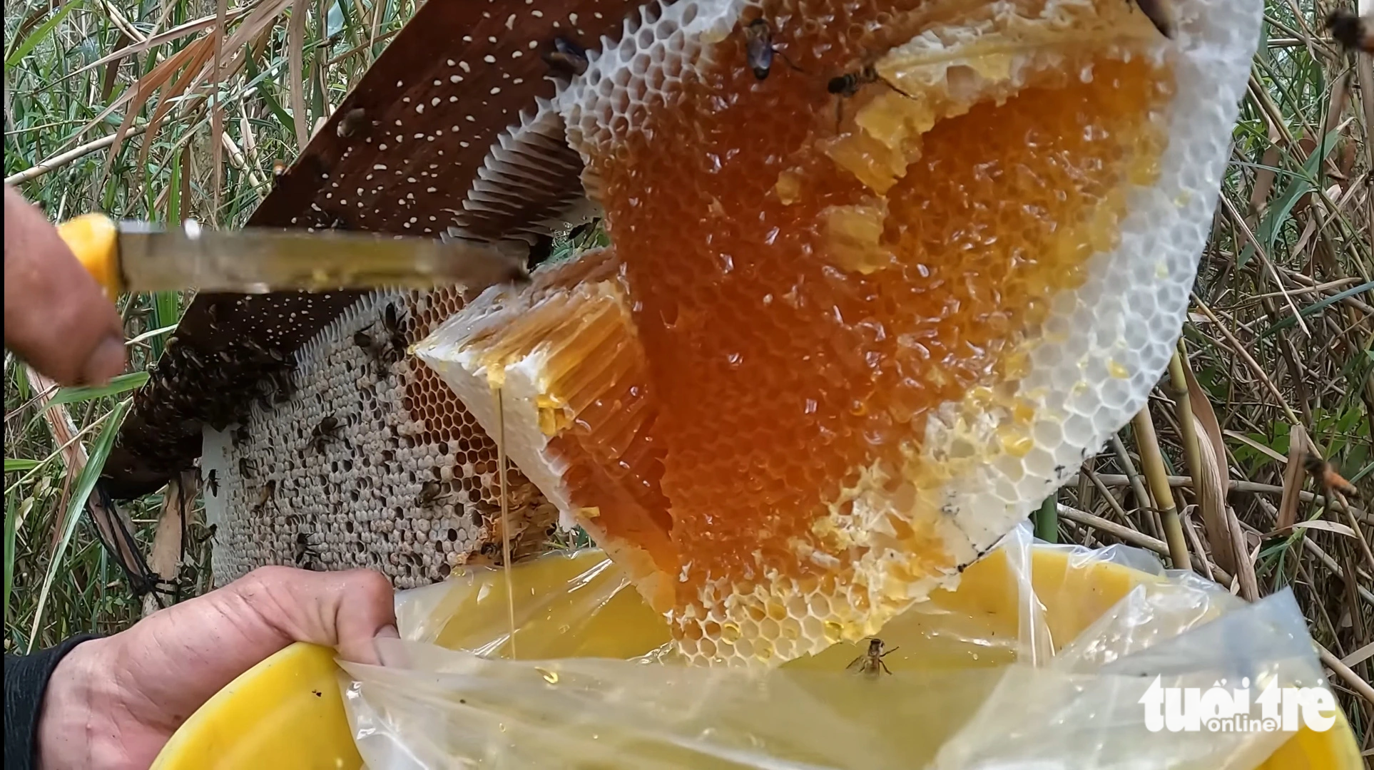 Honey originating from the U Minh Ha forest in Ca Mau Province, southern Vietnam area is famous for its pleasant taste and high nutritional value. Photo: Thanh Huyen / Tuoi Tre