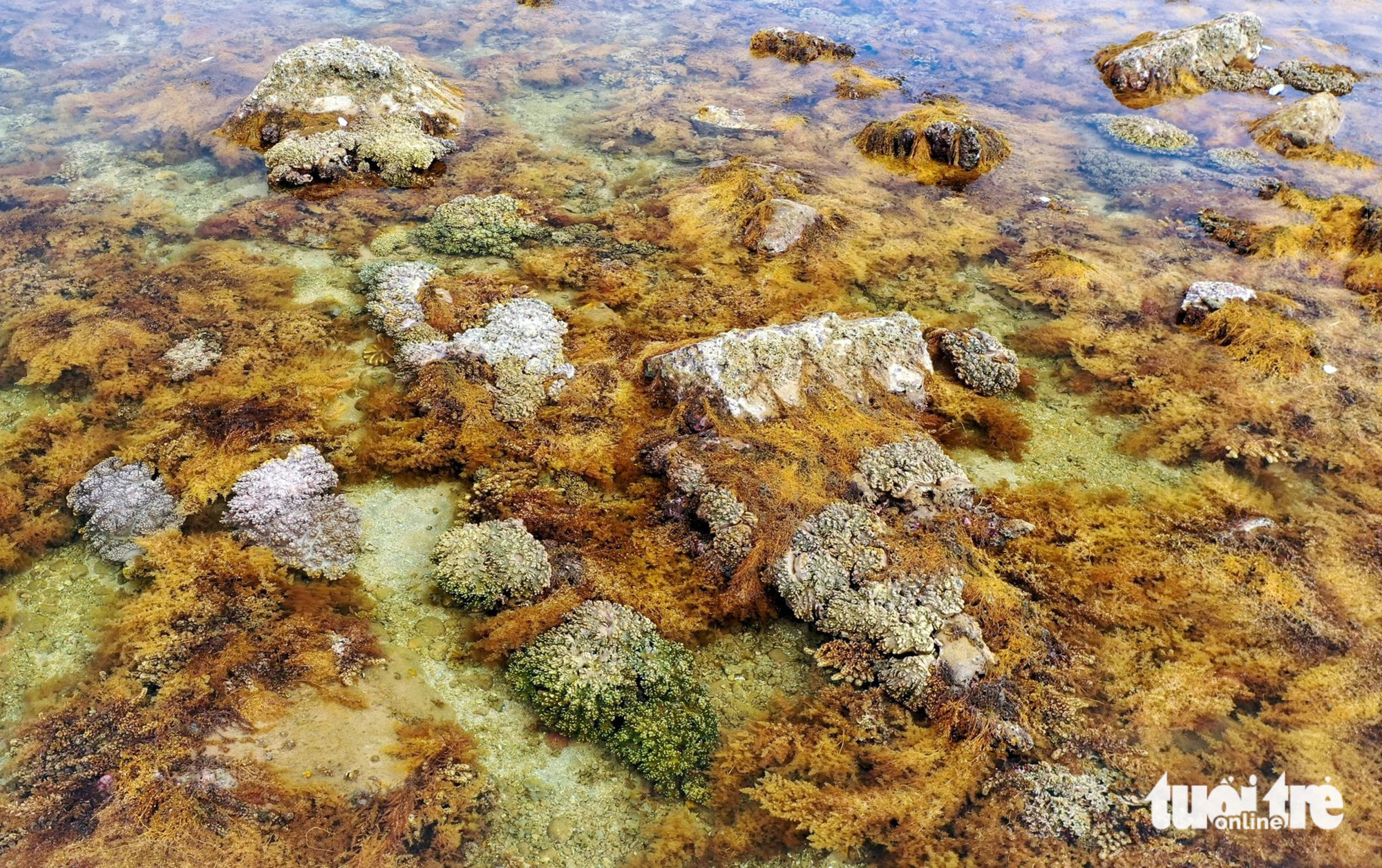 Seaweed is seen covering coral reefs at Nhon Hai Beach, located in Quy Nhon City, Binh Dinh Province, south-central Vietnam. Photo: Huong Mai / Tuoi Tre