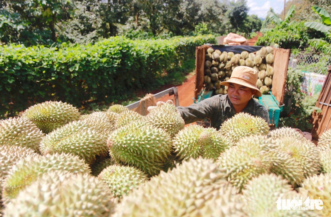 Durians grown in Dak Lak Province are transported to a point of purchase after they are harvested. Photo: The The / Tuoi Tre