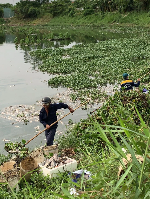 Workers from Da Nang Sewerage and Wastewater Company clear dead fish from Phu Loc Canal in Da Nang City. Photo: Nh. Trung / Tuoi Tre