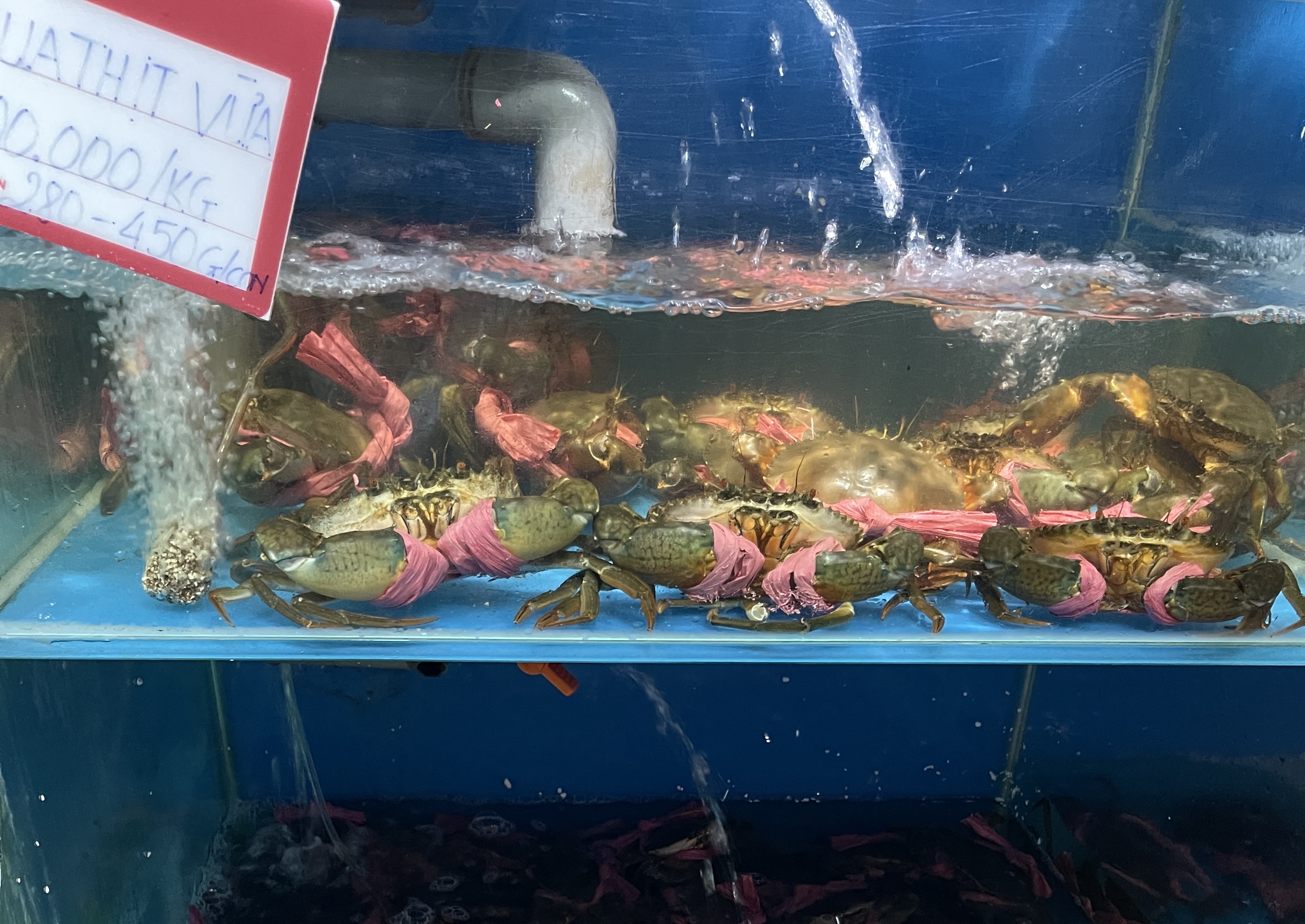 Live crabs are kept in tanks before serving at a restaurant in Binh Thanh District, Ho Chi Minh City. Photo: Dong Nguyen / Tuoi Tre News