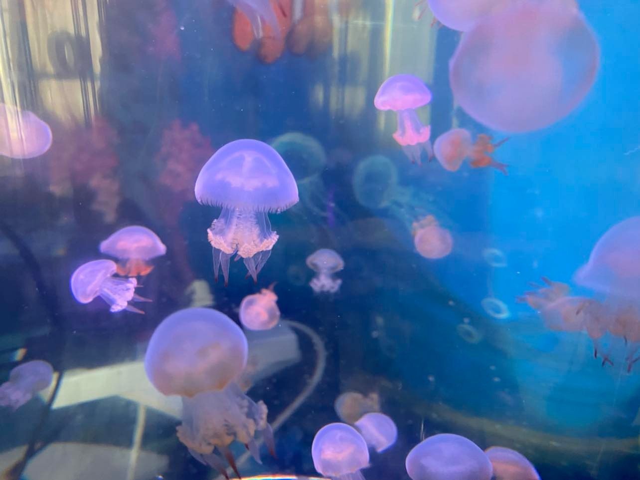 Jellyfish swim into the hearts of Ho Chi Minh City residents – Talk Vietnam