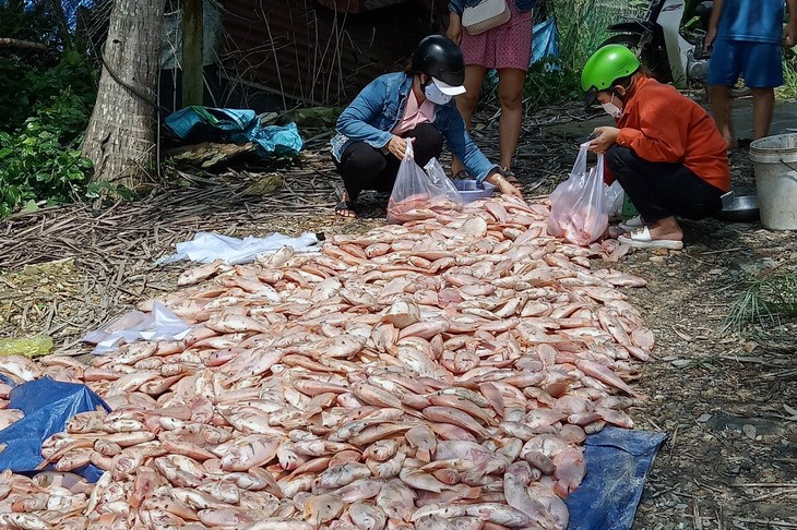 Fish die en masse in the Dong Nai River in the namesake province. Photo: Minh Thu / Tuoi Tre