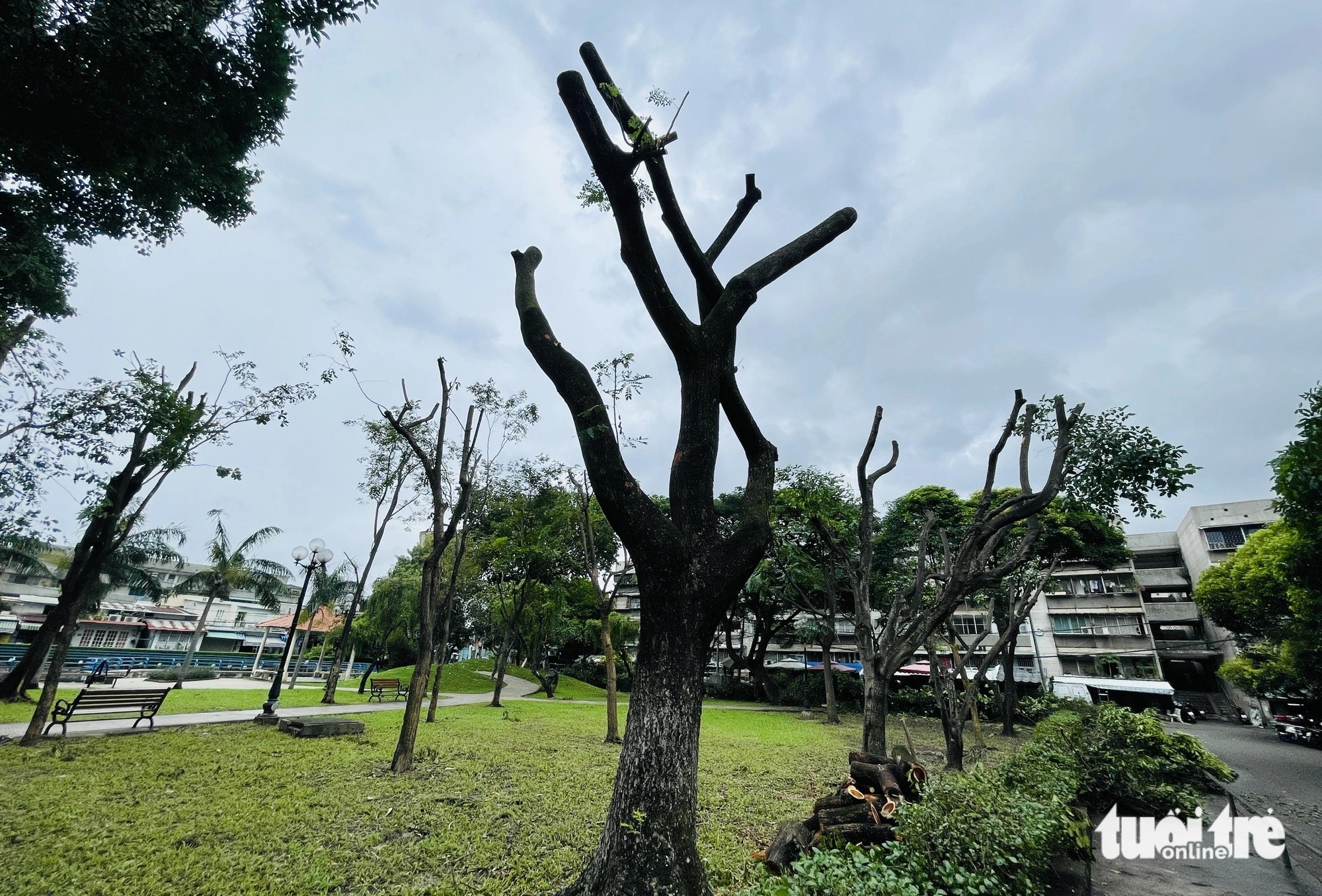 In Thanh Da Park in Binh Thanh District, some large branches after being pruned before the annual rainy season. Photo: Le Phan / Tuoi Tre