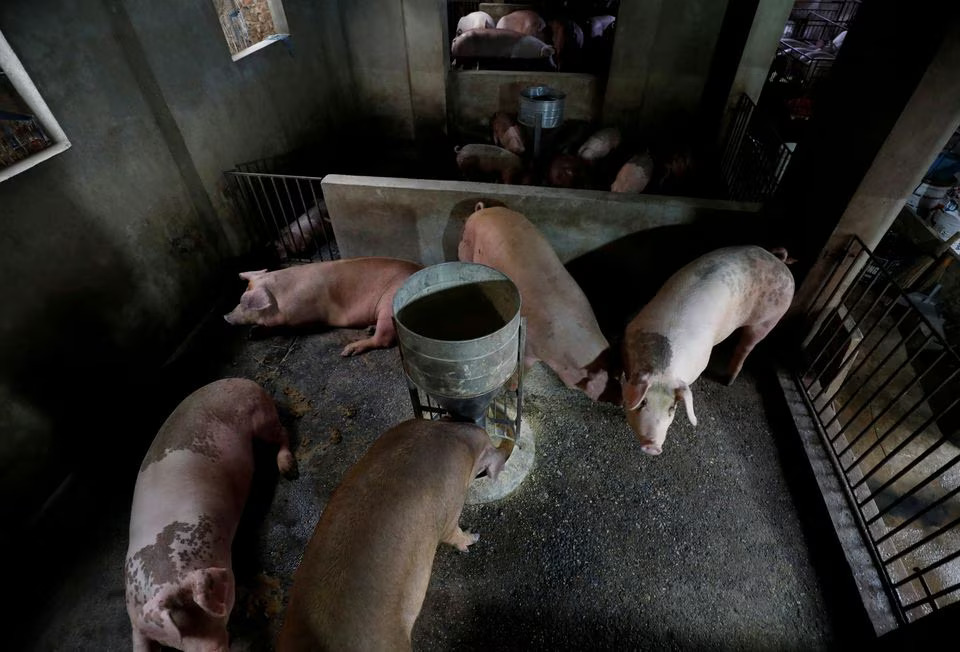 A file photo shows pigs at a farm outside Hanoi, Vietnam September 20, 2019. Photo: Reuters