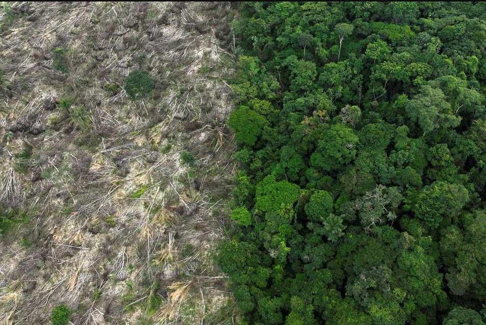 Brazil records 66% drop in Amazon deforestation in July | Tuoi Tre News