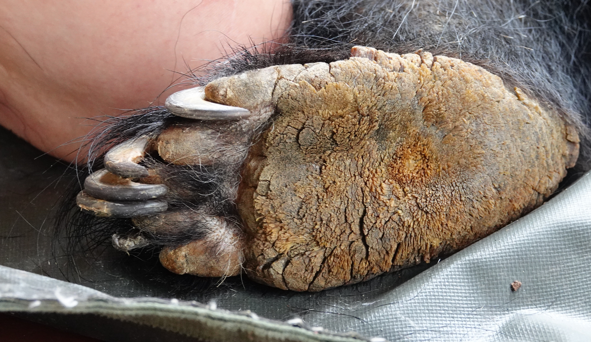 The bear’s paws display calluses, cracks, and the nails have grown too long and have turned inwards. Photo: Animals Asia Foundation