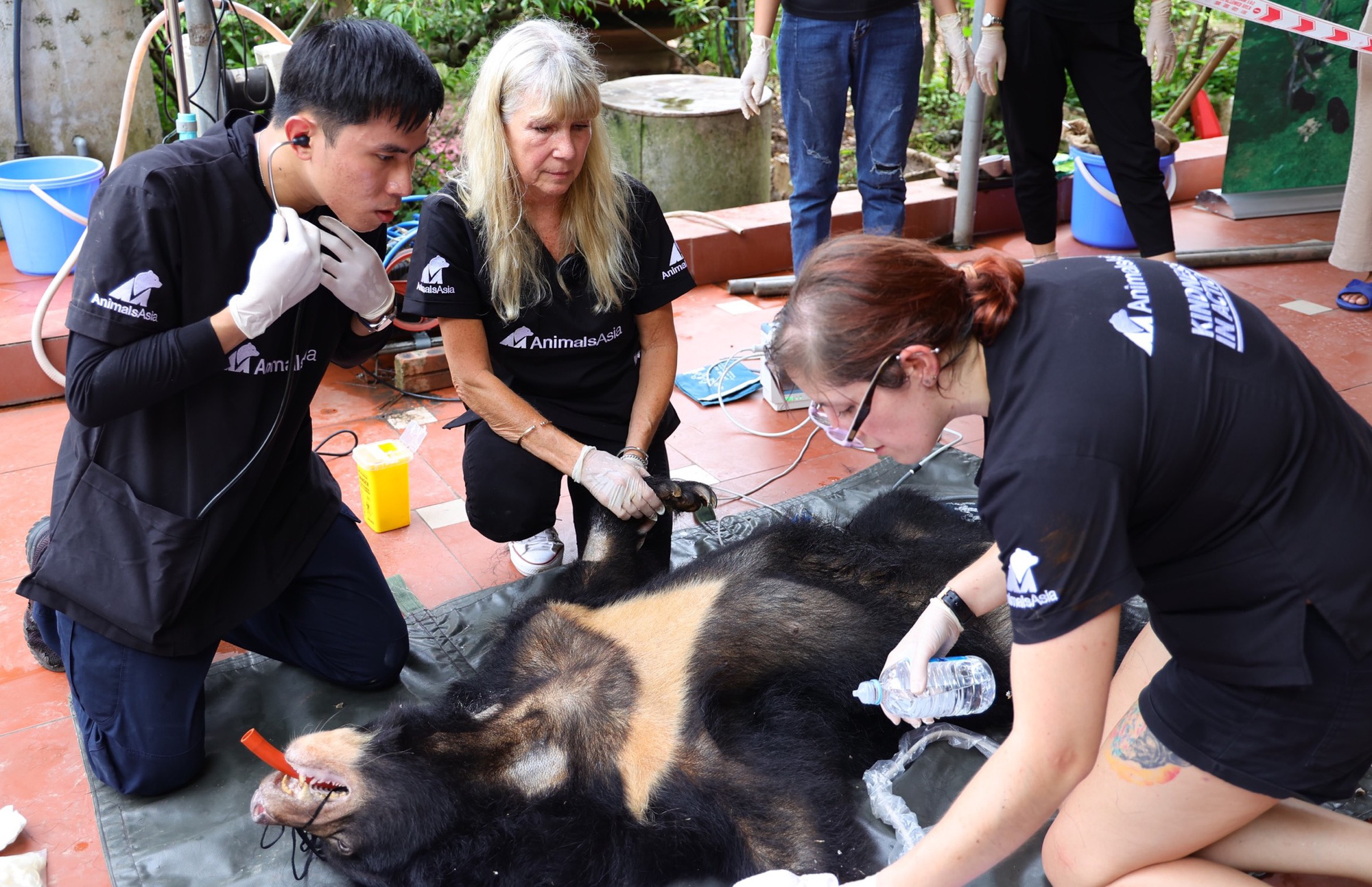 Veterinarians administer anesthesia and conduct a thorough examination on the bear. Photo: Animals Asia Foundation