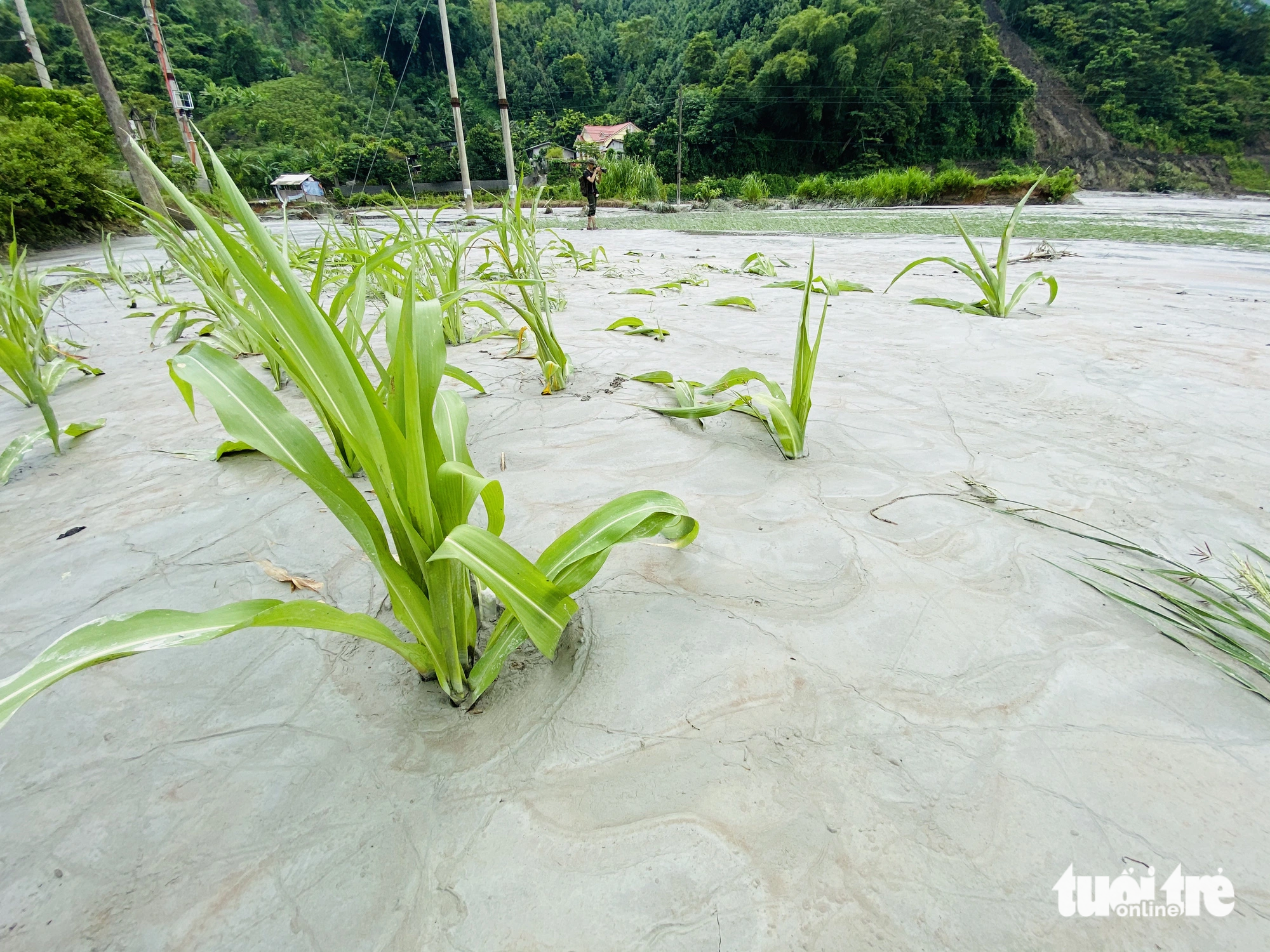 Crops are buried in ore-processing sludge in Ta Phoi Commune, Lao Cai City, Lao Cai Province, northern Vietnam. Photo: Hoang Bach / Tuoi Tre