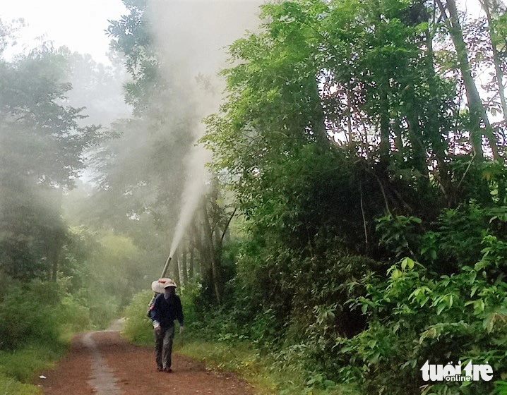 An individual sprays pesticides to prevent infestation of caterpillars. Photo: L.M / Tuoi Tre