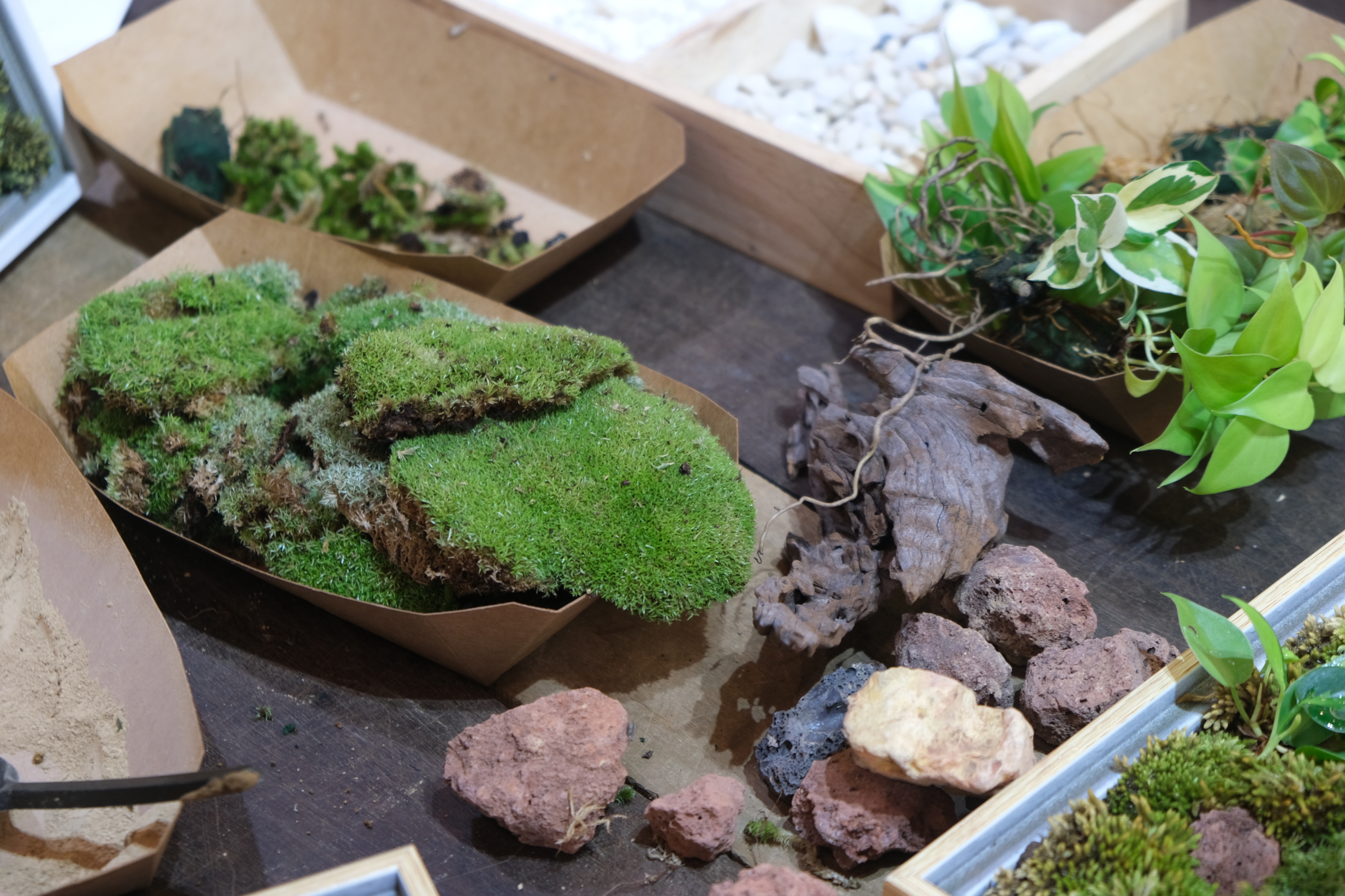 The materials needed to make a moss picture. Photo: Ngoc Phuong / Tuoi Tre News