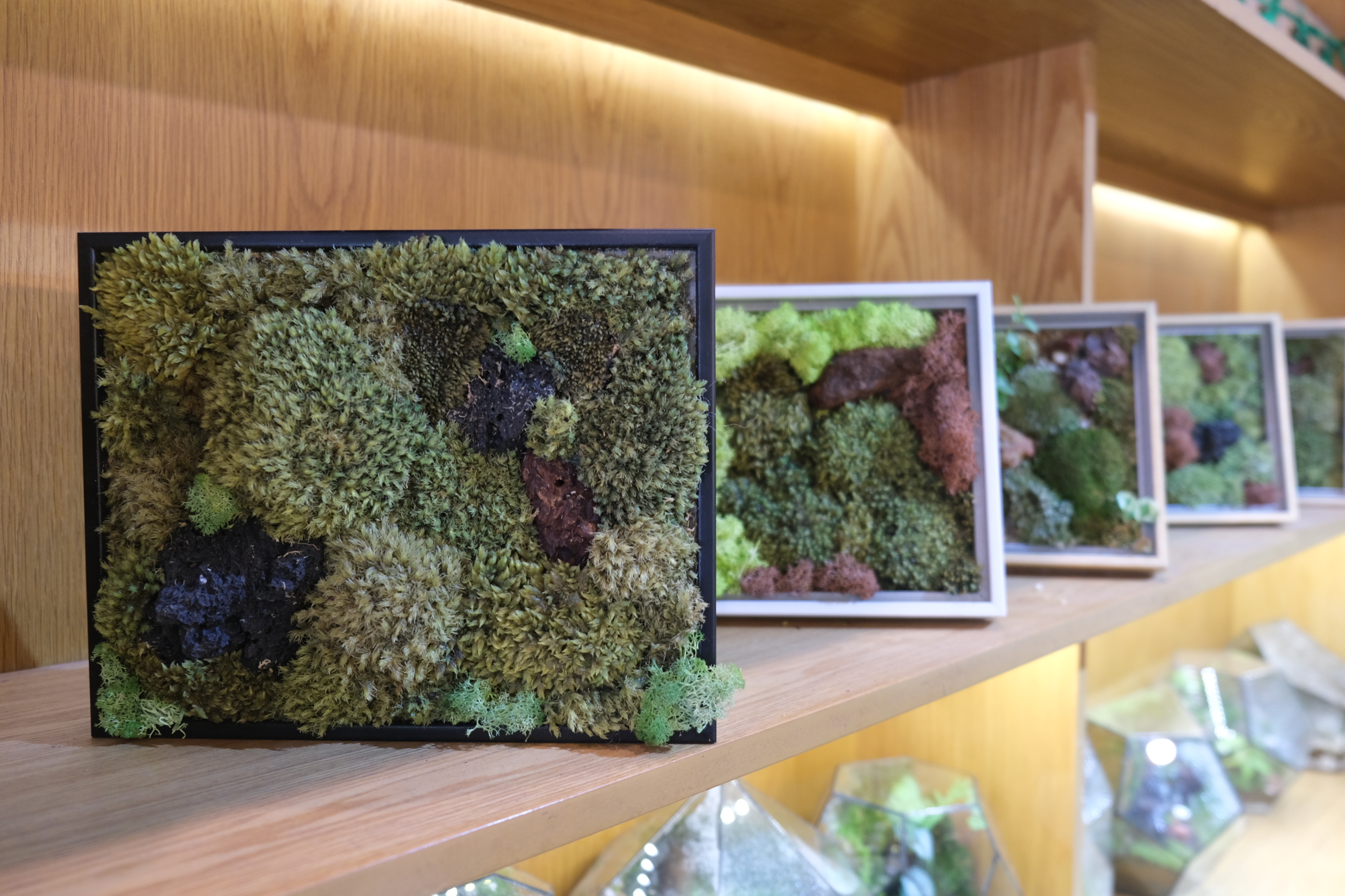 Moss pictures are displayed at Lap’s shop. Photo: Ngoc Phuong / Tuoi Tre News
