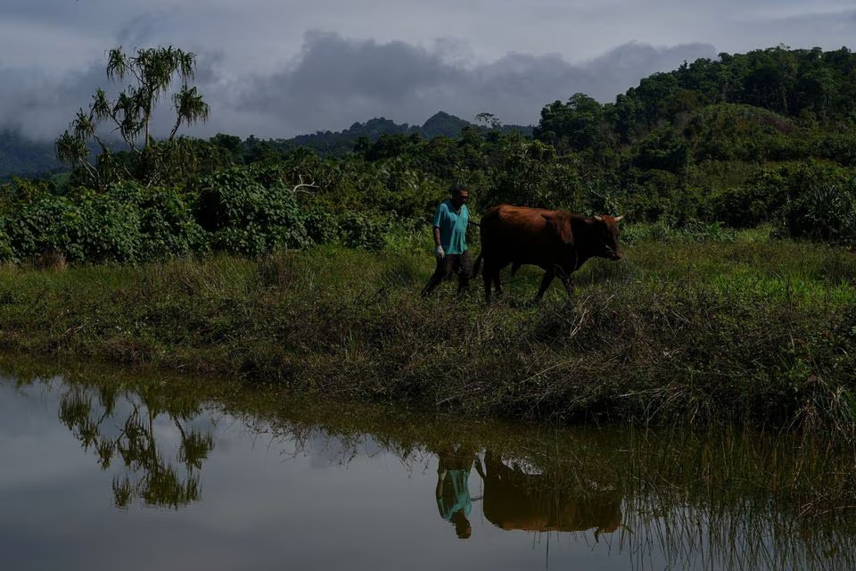 Local resident Tomasi Dioni looks after a bull at the inland relocated site of Vunidogoloa Village, Fiji, July 19, 2022. Photo: Reuters