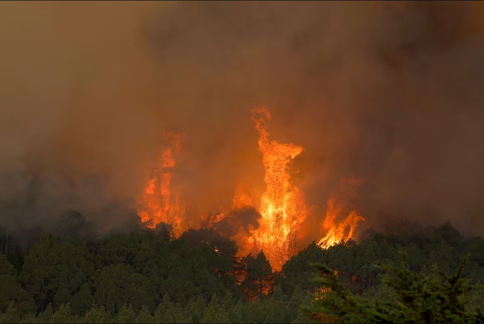 Trees burn in a forest fire in La Esperanza on the island of Tenerife, Canary Islands, Spain August 17, 2023. Photo: Reuters