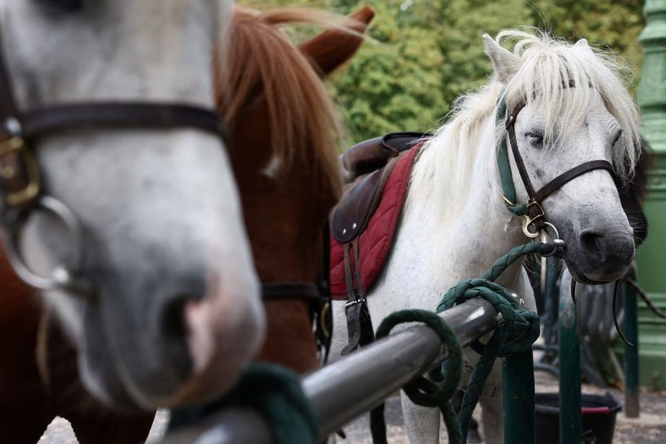 Ponies stand at the Parc Monceau as the city of Paris is introducing a ban on pony-riding starting from 2025 after the animal protection association, Paris Animaux Zoopolis warned of shortcomings in animal welfare in Paris, France, August 16, 2023. Photo: Reuters