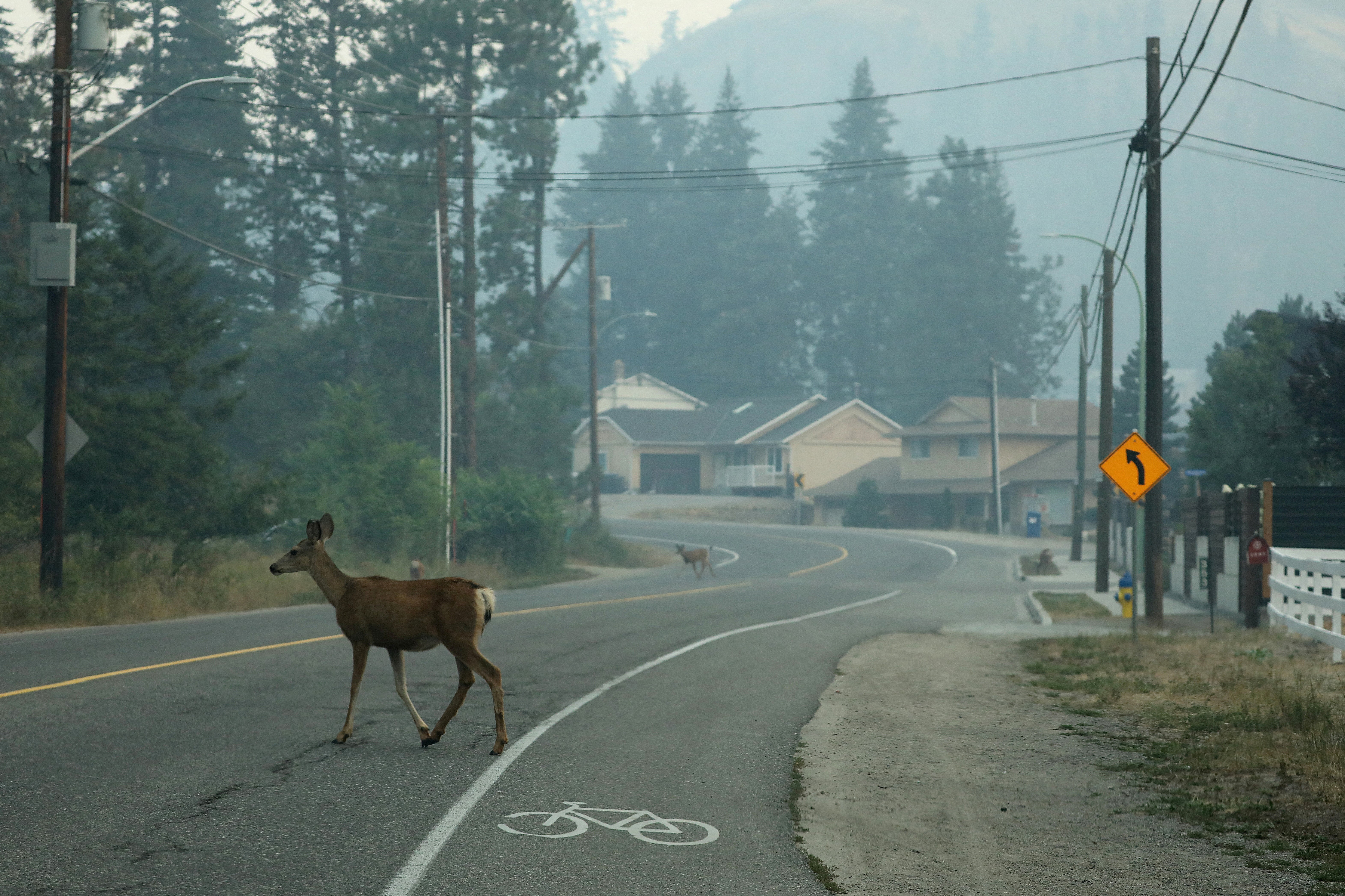 Deer cross a road in a neighborhood filled with smoke due to a nearby wildfire in the Glenmore Highlands area of Kelowna, British Columbia, Canada, August 19, 2023. Photo: Reuters