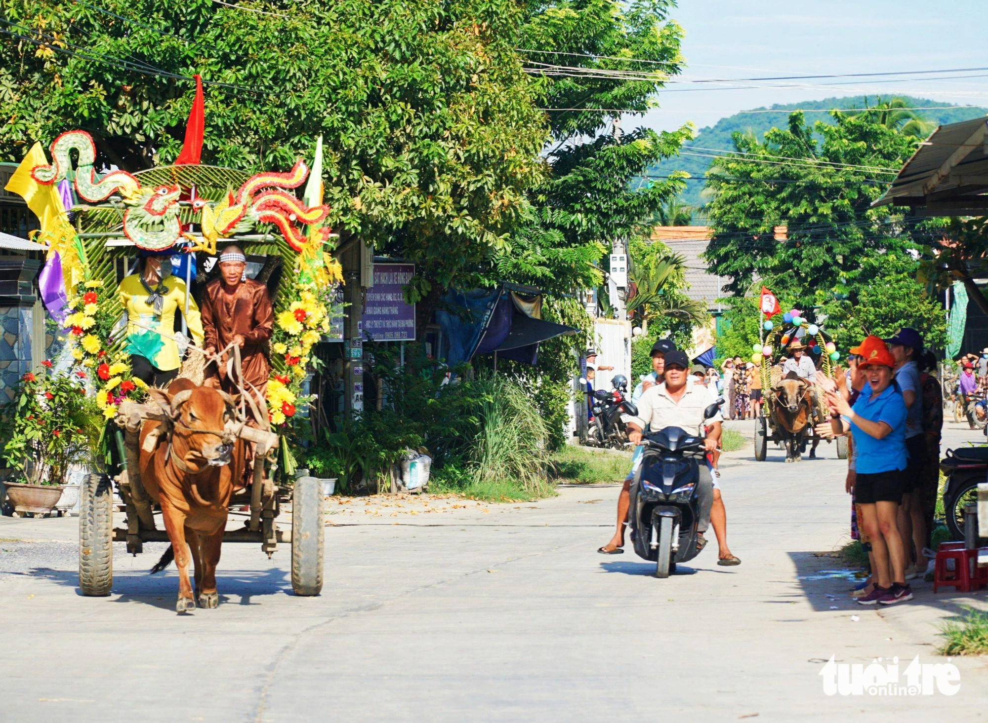 A cow cart participating in the first cow cart race in Ninh Hung Commune, Ninh Hoa Town, Khanh Hoa Province, south-central Vietnam, August 19, 2023. Photo: Tran Hoai / Tuoi Tre
