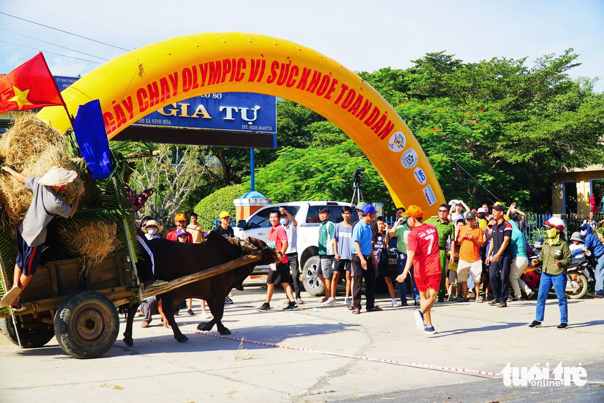 A cow cart finishes the race. Photo: Tran Hoai / Tuoi Tre