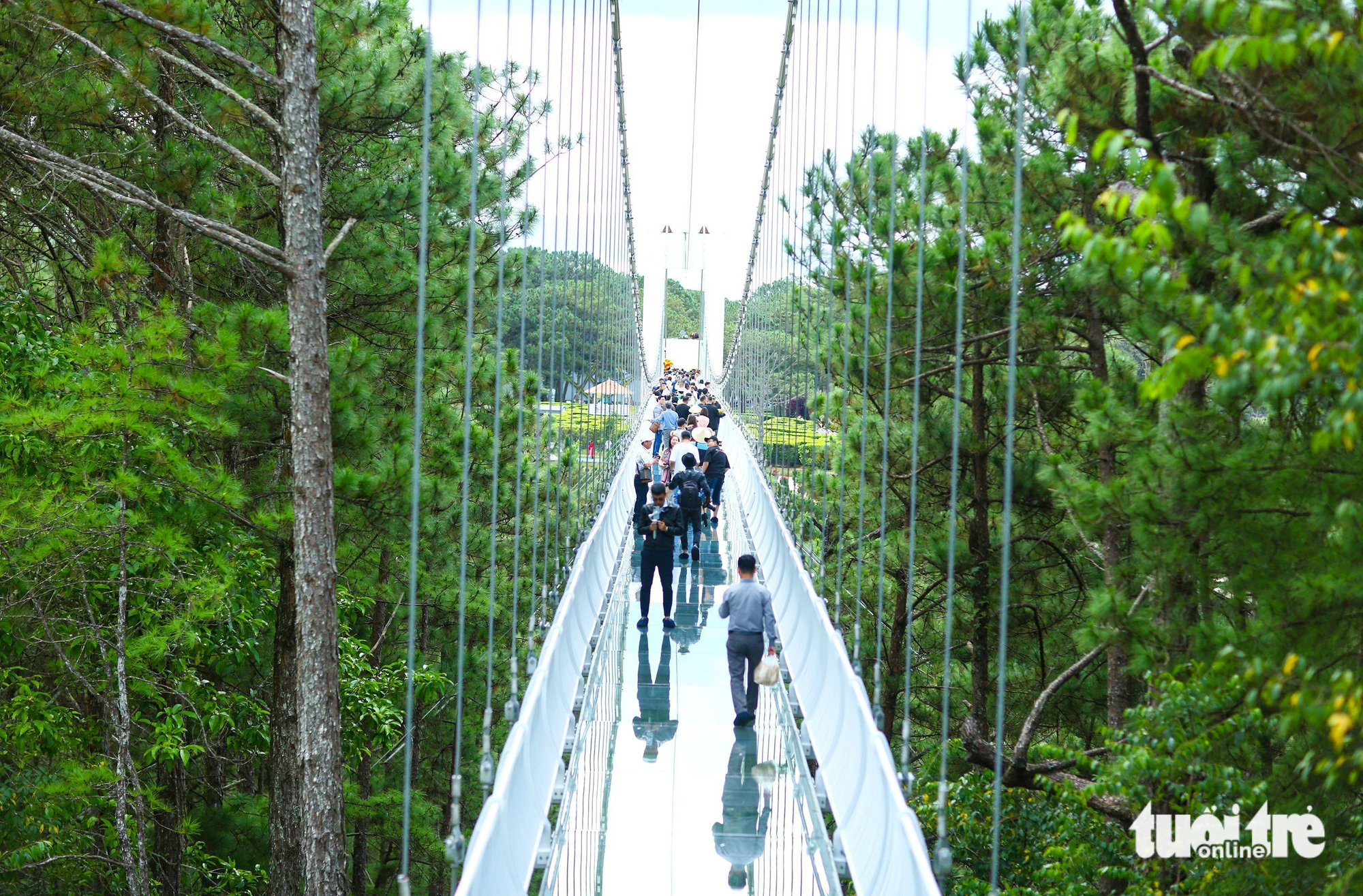 The suspension bridge is some 90 meters above pine forests below. Photo: Duc Tho / Tuoi Tre