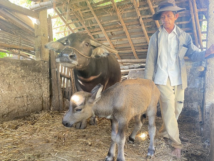 Le Van Su, the owner of the buffalo calf, is surprised at the odd face of the buffalo calf. Photo: Le Trung / Tuoi Tre