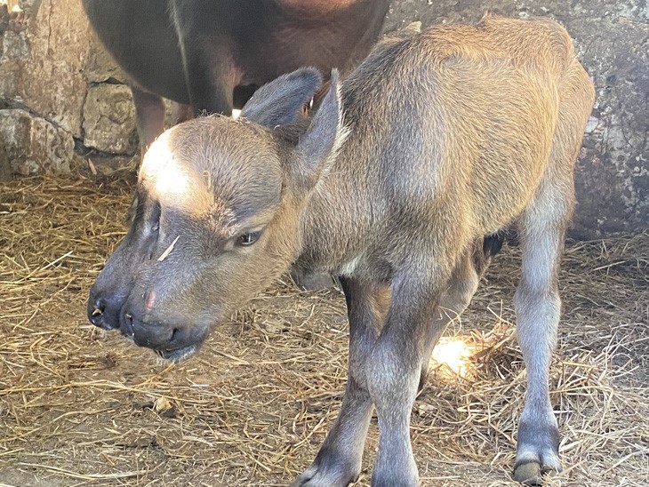 The buffalo calf’s face is like two heads merging together. Photo: Le Trung / Tuoi Tre