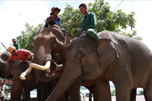 Mahouts ride elephants in Dak Lak Province, Vietnam. Photo: Vietnam News Agency