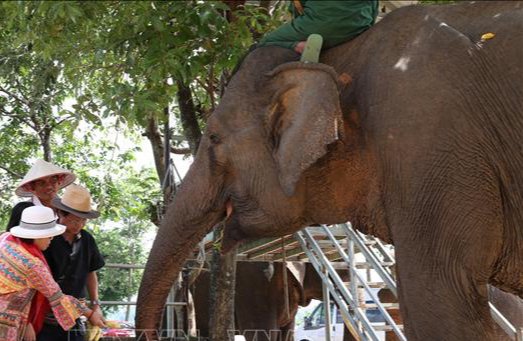 Tourists feed an elephant in Dak Lak Province, Vietnam. Photo: Vietnam News Agency
