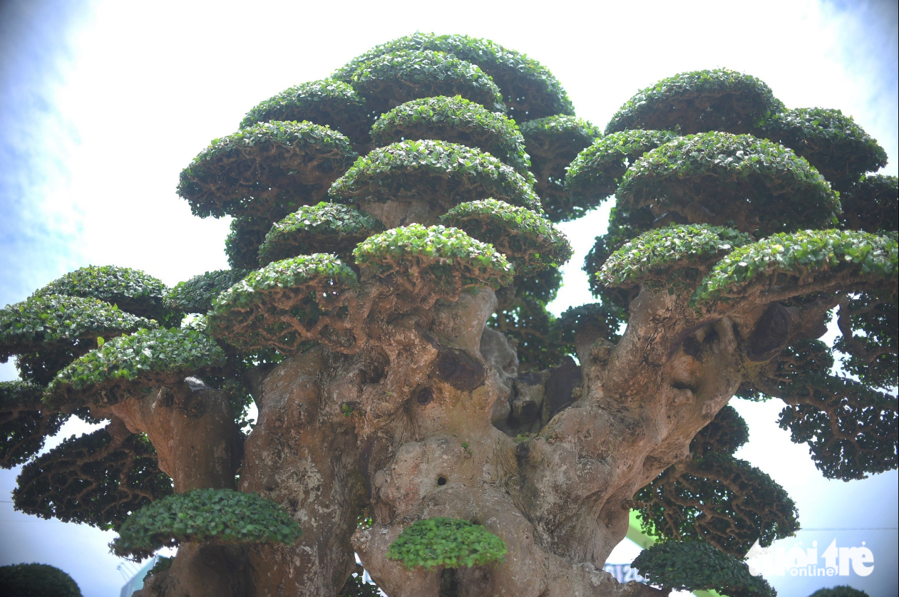 An ancient Streblus asper features several branches, making it look like a tower cluster. Photo: Lam Thien / Tuoi Tre