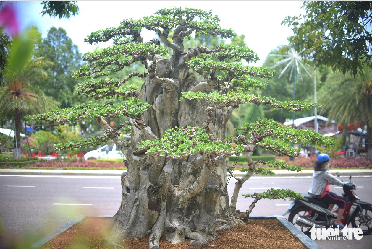 A spectacular bonsai on display at an exhibition in Quy Nhon City. Photo: Lam Thien / Tuoi Tre