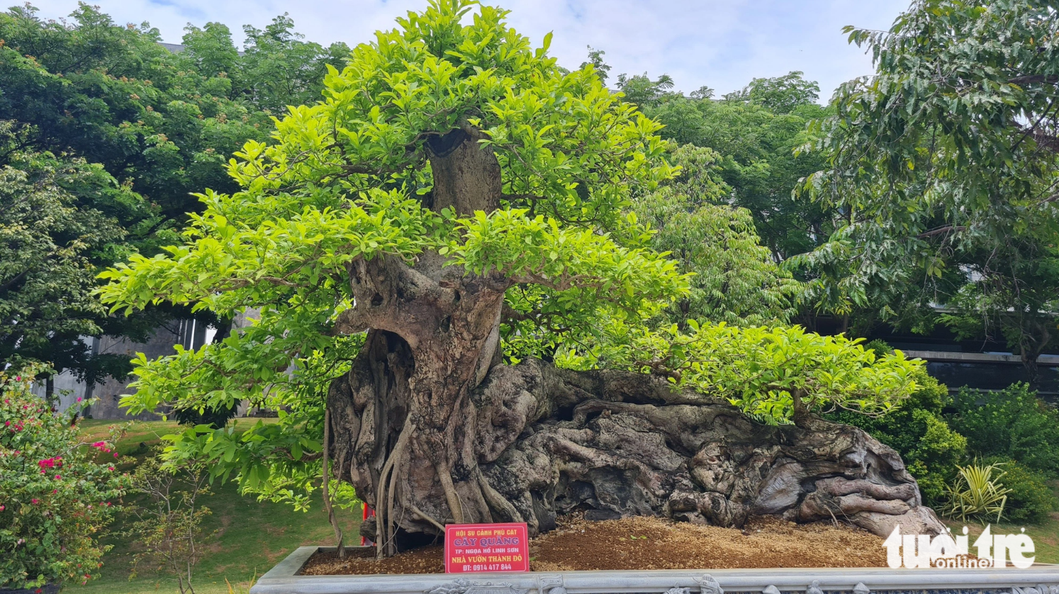A unique bonsai on display at the ongoing ornamental plant exhibition in Quy Nhon City. Photo: Lam Thien / Tuoi Tre