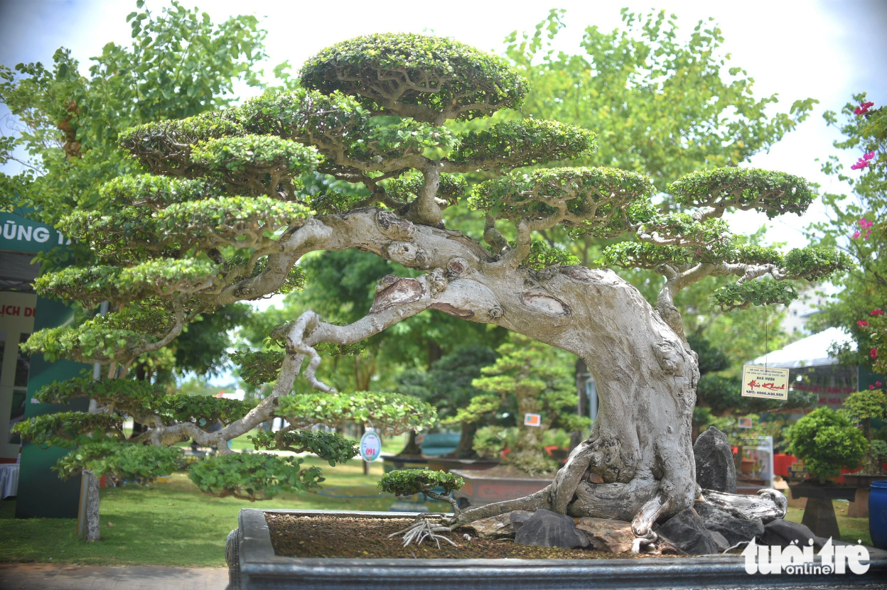 A charming bonsai. Photo: Lam Thien / Tuoi Tre