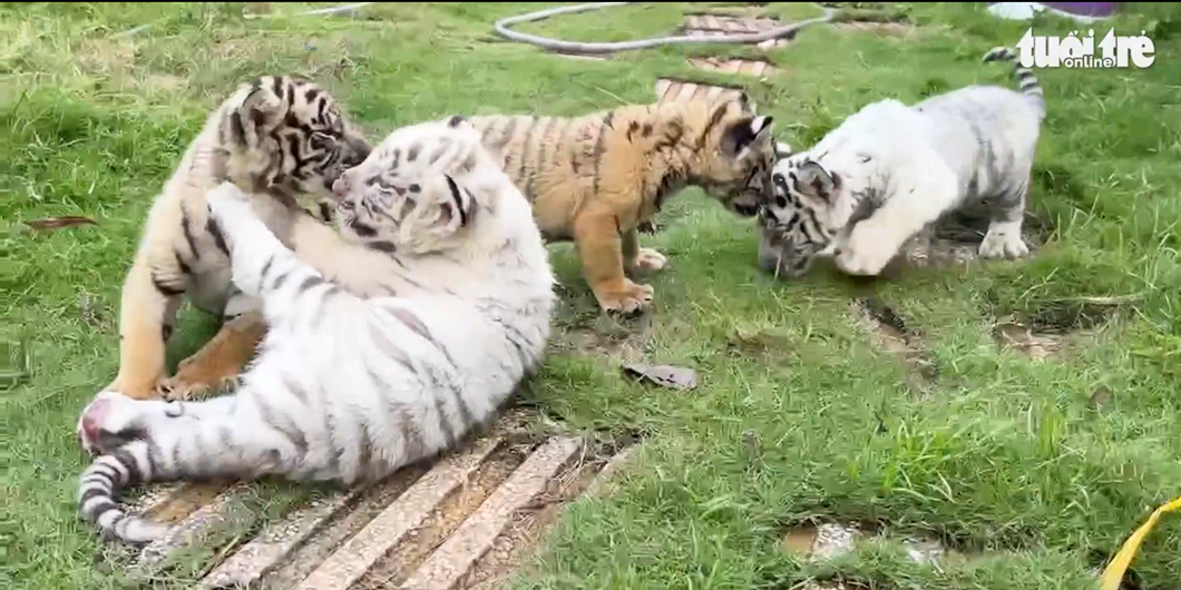 CUTE: Zoo welcomes litter of tiger cubs born on Mother's Day