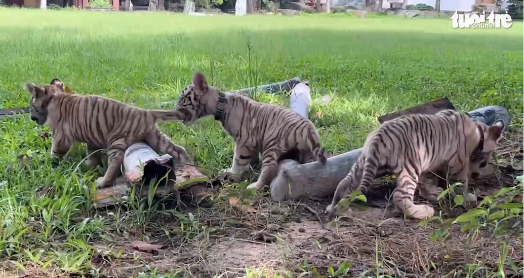 A screenshot of a video showing three other newborn cubs at the Vuon Xoai ecotourism area