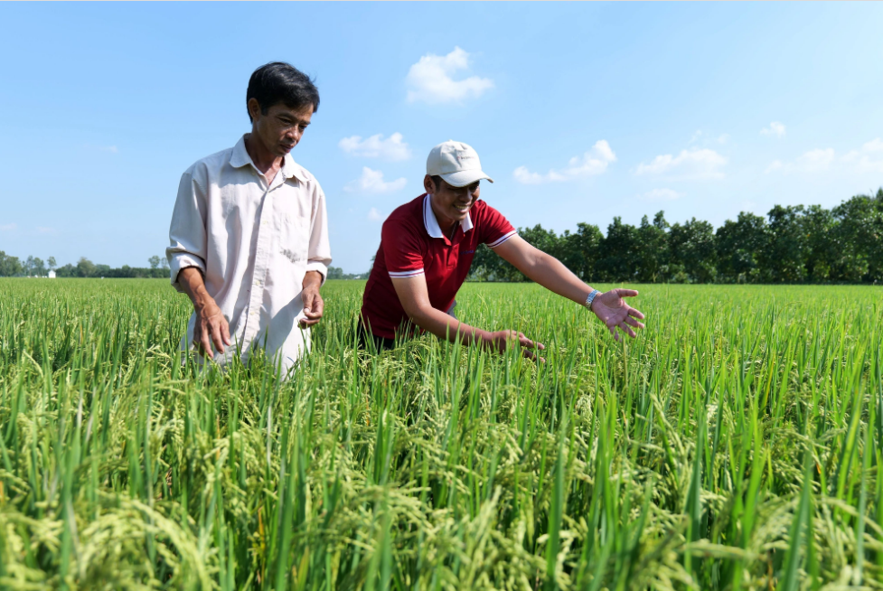 Farmers are in need of access to advanced technology and techniques in rice cultivation. Photo: Supplied